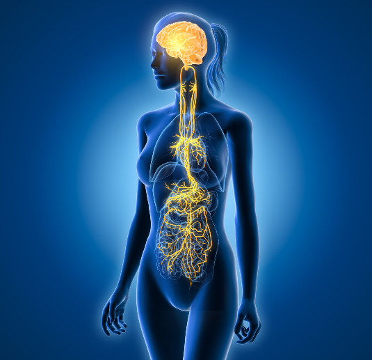 Path of the Vagus Nerve shown in Baks Osteopathy blog