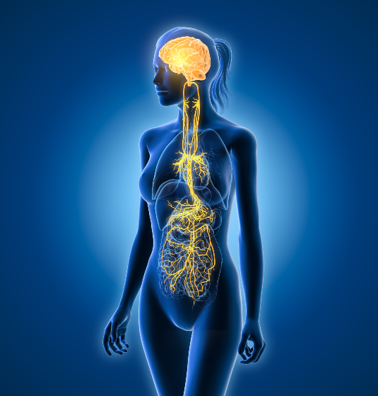 Path of the Vagus Nerve shown in Baks Osteopathy blog